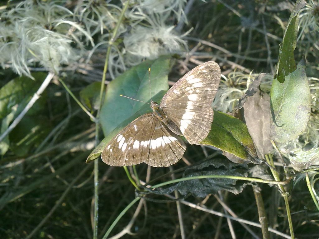 Limenitis camilla 2012-09-08 S.Albano Stura (CN)